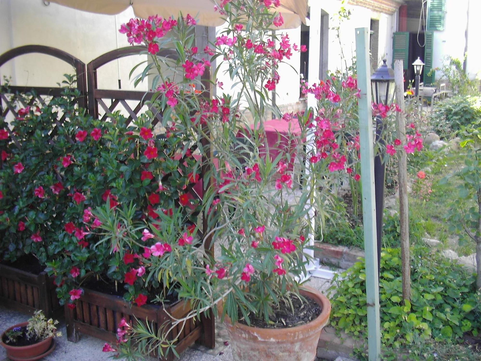 La Chicca B&B Кассине Экстерьер фото